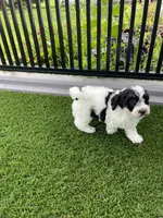Violet tiny / Toy, a female Miniature Bernedoodle for sale in Arthur, IL – 5 of 7
