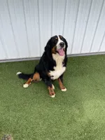 Poppy AKC, a female Bernese Mountain Dog for sale in Arthur, IL – 5 of 9