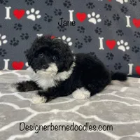 Jane F1b tiny, a female Miniature Bernedoodle for sale in Arthur, IL – Photo 1 of 4