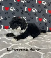 Jane F1b tiny, a female Miniature Bernedoodle for sale in Arthur, IL – Photo 1 of 4