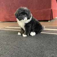 Jane F1b tiny, a female Miniature Bernedoodle for sale in Arthur, IL – Photo 4 of 4