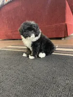 Jane F1b tiny, a female Miniature Bernedoodle for sale in Arthur, IL – Photo 4 of 4