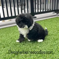 Jane F1b tiny, a female Miniature Bernedoodle for sale in Arthur, IL – Photo 3 of 4