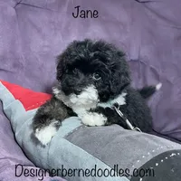Jane F1b tiny, a female Miniature Bernedoodle for sale in Arthur, IL – Photo 2 of 4