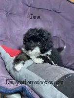 Jane F1b tiny, a female Miniature Bernedoodle for sale in Arthur, IL – Photo 2 of 4