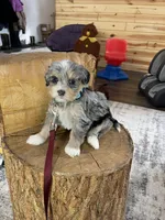 Hailey, a female Miniature Bernedoodle for sale in Arthur, IL – Photo 7 of 7