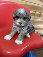 Hailey, a female Miniature Bernedoodle for sale in Arthur, IL – Photo 4 of 7