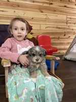 Hailey, a female Miniature Bernedoodle for sale in Arthur, IL – Photo 3 of 7