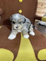 Hailey, a female Miniature Bernedoodle for sale in Arthur, IL – Photo 6 of 7