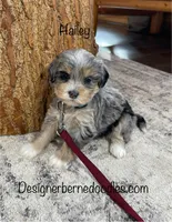 Hailey, a female Miniature Bernedoodle for sale in Arthur, IL – Photo 2 of 7