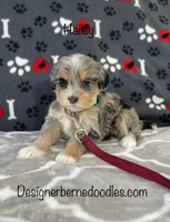 Hailey, a female Miniature Bernedoodle for sale in Arthur, IL – Photo 1 of 7