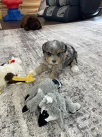 Hailey, a female Miniature Bernedoodle for sale in Arthur, IL – Photo 5 of 7