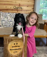 Quinta, a female Bernedoodle for sale in Arthur, IL – 4 of 8