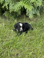 Iris Mini, a female Miniature Bernedoodle for sale in Arthur, IL – 6 of 6