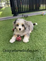 Faye Mini, a female Miniature Bernedoodle for sale in Arthur, IL – 1 of 6