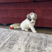 June F1b tiny, a female Miniature Bernedoodle for sale in Arthur, IL – Photo 6 of 6