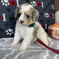 June F1b tiny, a female Miniature Bernedoodle for sale in Arthur, IL – Photo 1 of 6