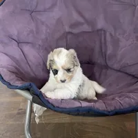 June F1b tiny, a female Miniature Bernedoodle for sale in Arthur, IL – Photo 5 of 6