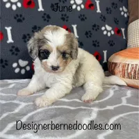 June F1b tiny, a female Miniature Bernedoodle for sale in Arthur, IL – Photo 2 of 6