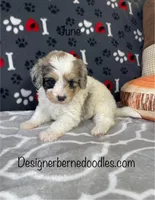 June F1b tiny, a female Miniature Bernedoodle for sale in Arthur, IL – Photo 2 of 6