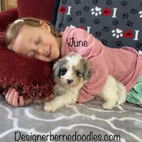 June F1b tiny, a female Miniature Bernedoodle for sale in Arthur, IL – Photo 3 of 6