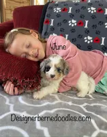June F1b tiny, a female Miniature Bernedoodle for sale in Arthur, IL – Photo 3 of 6