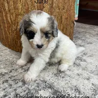 June F1b tiny, a female Miniature Bernedoodle for sale in Arthur, IL – Photo 4 of 6