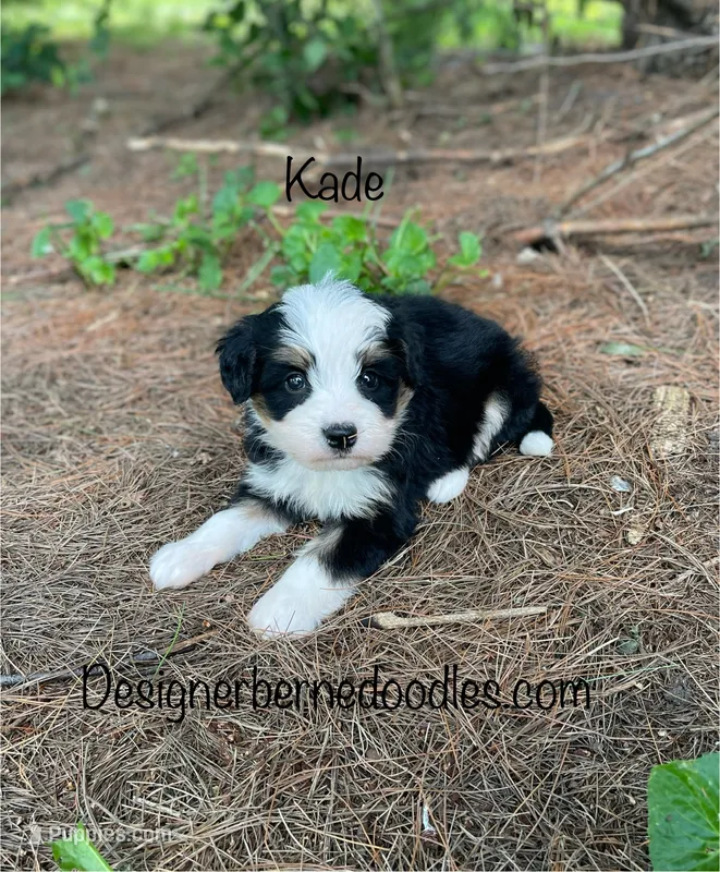 Kade Mini – Miniature Bernedoodle puppy for sale in Arthur, IL