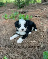 Kade Mini, a male Miniature Bernedoodle for sale in Arthur, IL – 1 of 5