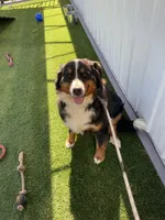 Missy, a female Bernese Mountain Dog for sale in Arthur, IL – 3 of 4