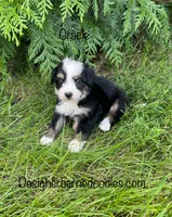 Gracie Mini, a female Miniature Bernedoodle for sale in Arthur, IL – 2 of 5