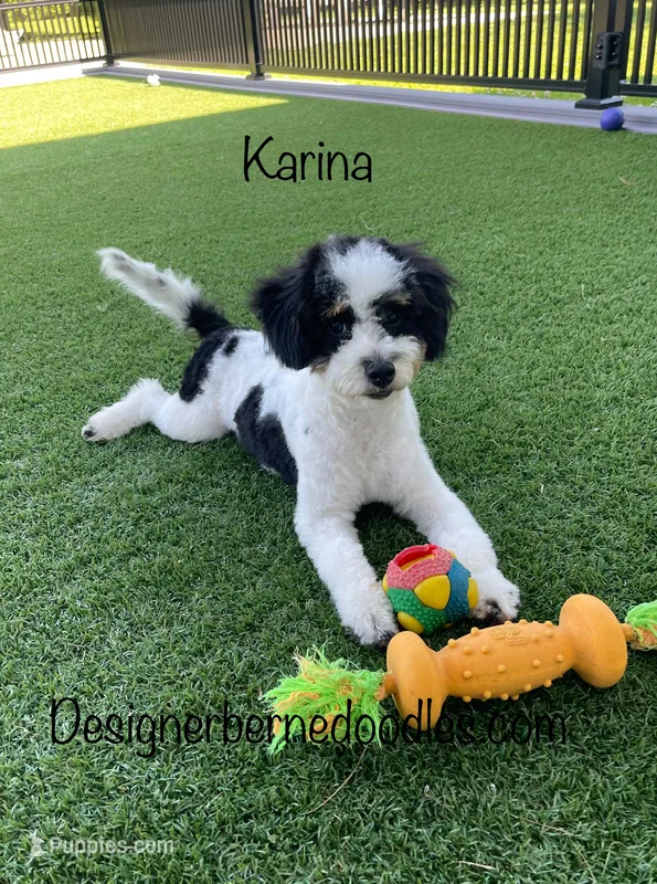 Karina F1b tiny – Miniature Bernedoodle puppy for sale in Arthur, IL