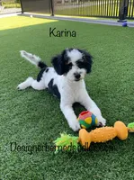 Karina F1b tiny, a female Miniature Bernedoodle for sale in Arthur, IL – 1 of 8