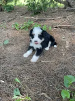 Kade Mini, a male Miniature Bernedoodle for sale in Arthur, IL – 4 of 5