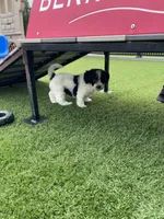 Violet tiny / Toy, a female Miniature Bernedoodle for sale in Arthur, IL – 7 of 7
