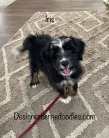 Iris Mini, a female Miniature Bernedoodle for sale in Arthur, IL – 4 of 5