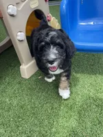 Quinta, a female Bernedoodle for sale in Arthur, IL – 5 of 8