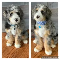 Merle Mini, a male Bernedoodle for sale in Arthur, IL – Photo 3 of 5
