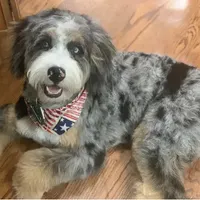 Merle Mini, a male Bernedoodle for sale in Arthur, IL – Photo 5 of 5