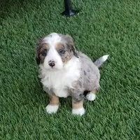 Merle Mini, a male Bernedoodle for sale in Arthur, IL – Photo 1 of 5