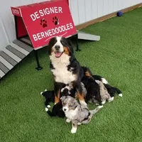 Merle Mini, a male Bernedoodle for sale in Arthur, IL – Photo 2 of 5