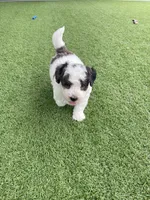 Calvin Tiny, a female Miniature Bernedoodle for sale in Arthur, IL – 6 of 6