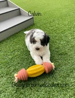 Calvin Tiny, a female Miniature Bernedoodle for sale in Arthur, IL – 4 of 6