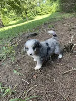 Faye Mini, a female Miniature Bernedoodle for sale in Arthur, IL – 7 of 8