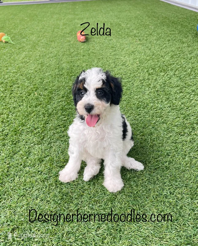 Zelda Tiny/Toy – Miniature Bernedoodle puppy for sale in Arthur, IL