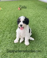 Zelda Tiny/Toy, a female Miniature Bernedoodle for sale in Arthur, IL – 1 of 5