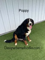 Poppy AKC, a female Bernese Mountain Dog for sale in Arthur, IL – 2 of 9
