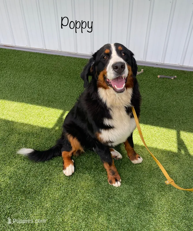 Poppy AKC – Bernese Mountain Dog puppy for sale in Arthur, IL