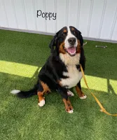 Poppy AKC, a female Bernese Mountain Dog for sale in Arthur, IL – 1 of 9