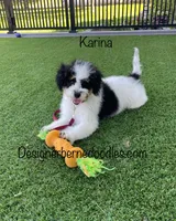 Karina F1b tiny, a female Miniature Bernedoodle for sale in Arthur, IL – 2 of 8